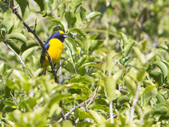 Euphonia trinitatis