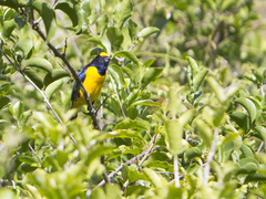 Euphonia trinitatis