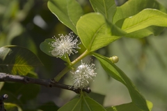 Psidium laruotteanum