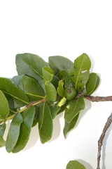 Psidium laruotteanum
