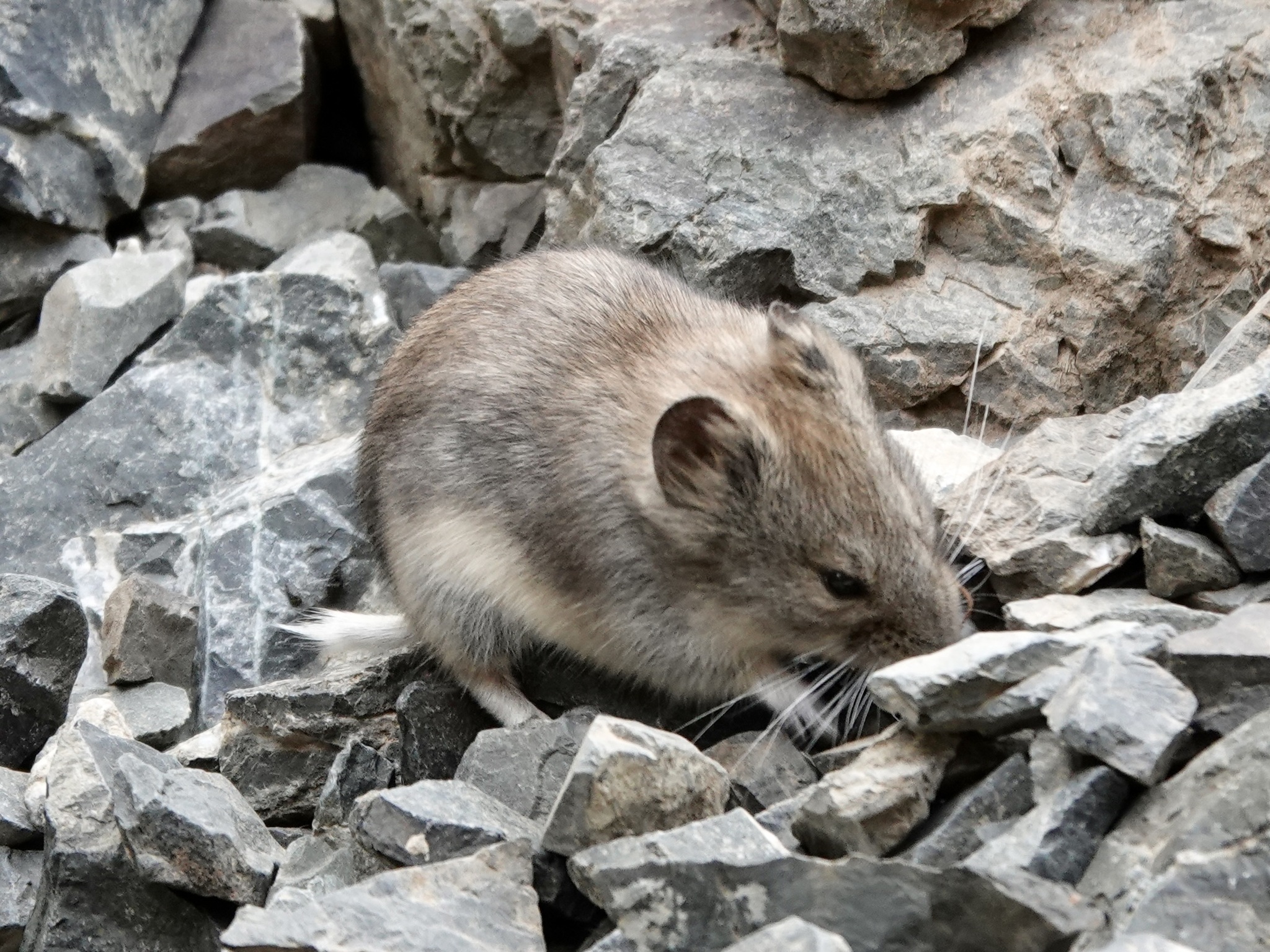 Mongolian Hamster photo 4