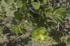 Psidium laruotteanum