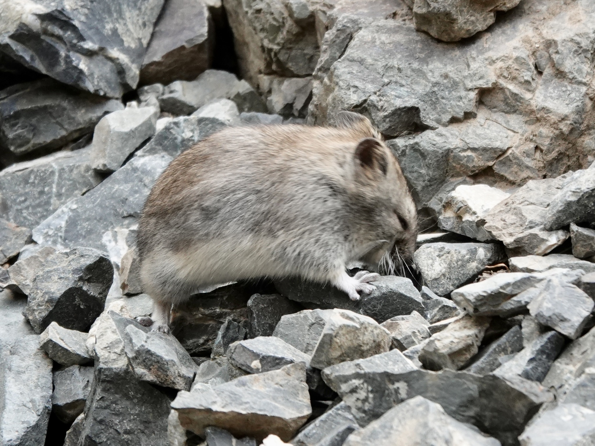 Mongolian Hamster photo 5