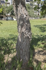 Psidium laruotteanum