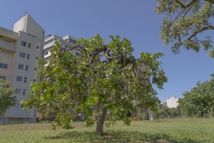 Psidium laruotteanum