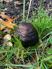 Fungi