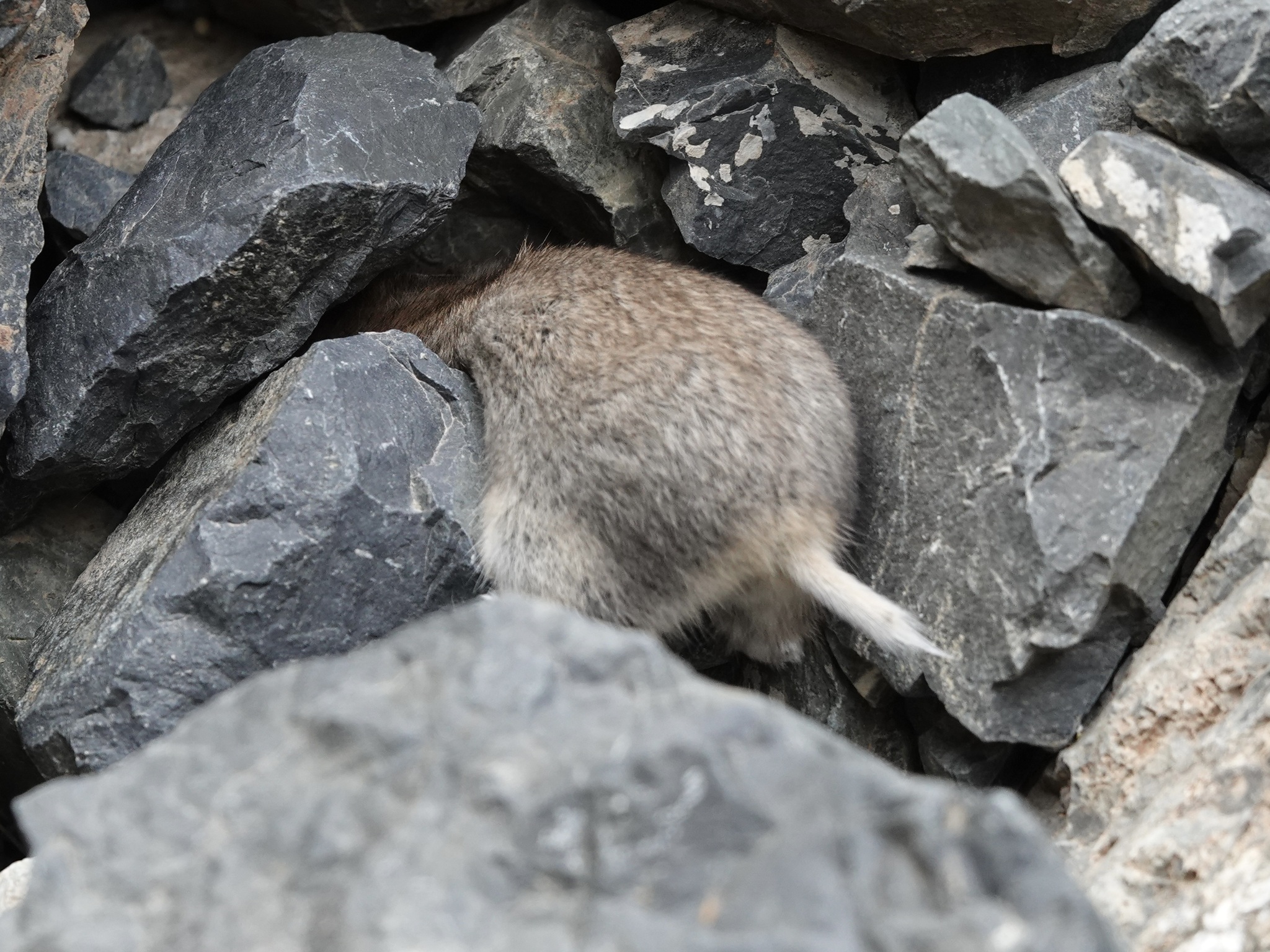 Mongolian Hamster photo 6