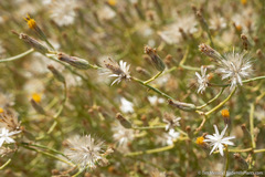 Leucosyris carnosa