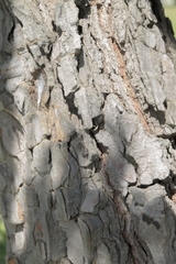 Psidium laruotteanum
