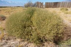 Leucosyris carnosa