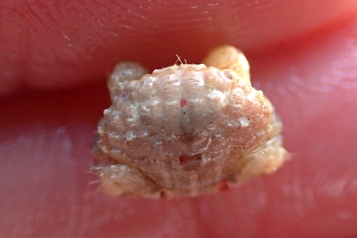 Etisus demani observed 2025-08-08