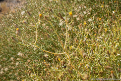 Leucosyris carnosa