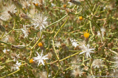 Leucosyris carnosa
