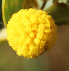 Acacia anceps