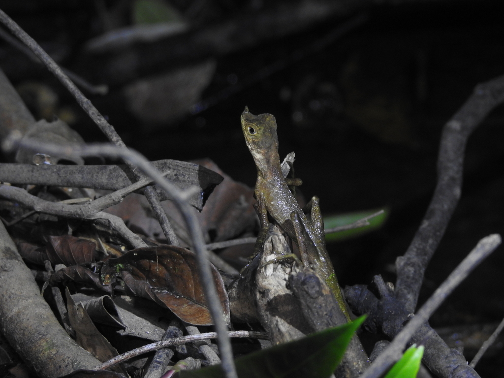 Ornate Earless Agama (Aphaniotis ornata)
