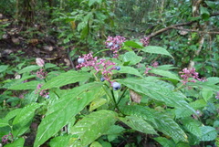 Palicourea acuminata