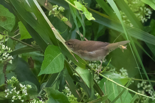 Baikal Bush Warbler (Locustella davidi), photo 9