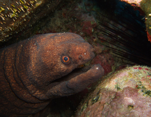 Large-banded moray (Channomuraena vittata) — Muraenidae — 5