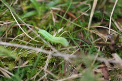 Mamestra brassicae
