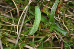 Mamestra brassicae