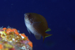 Chromis insolata