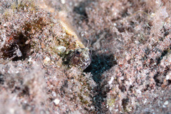 Emblemaria pandionis