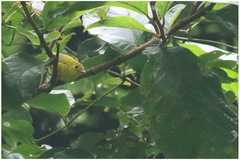 Erythrocercus holochlorus