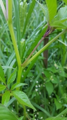 Cleome speciosa