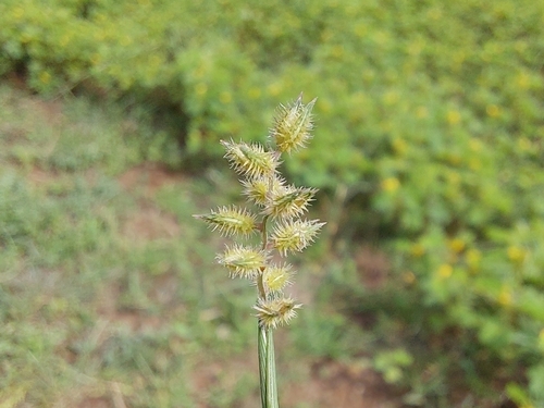 Tragus mongolorum, 2025-08-09