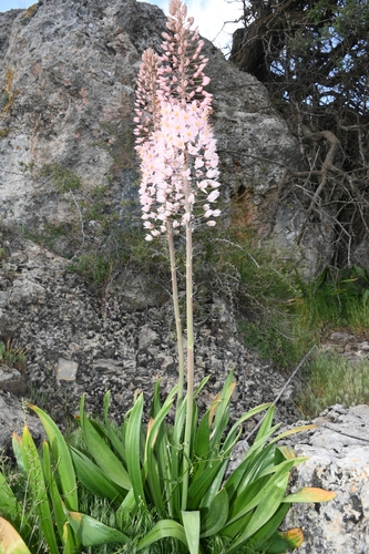 Eremurus aitchisonii