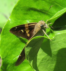 Aguna asander asander