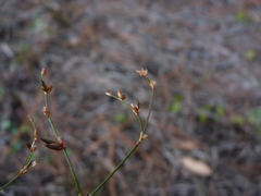 Juncus pelocarpus