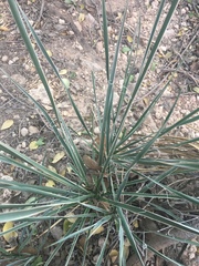 Yucca campestris