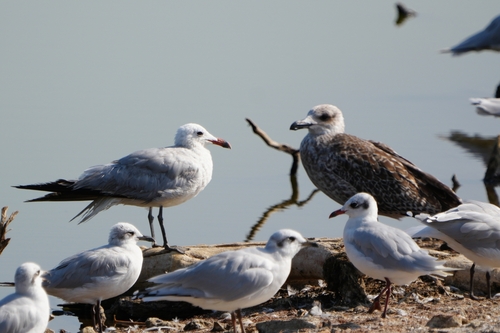 Avistamiento Gaviota de Audouin
