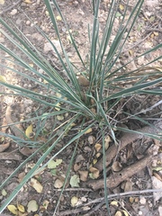 Yucca campestris