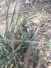 Yucca campestris