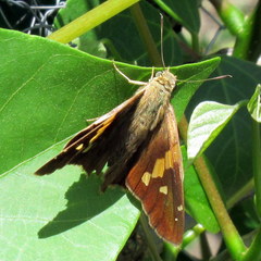 Aguna asander asander