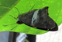 Aguna asander asander