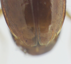 Pericompsus australis