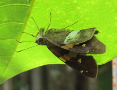 Aguna asander asander