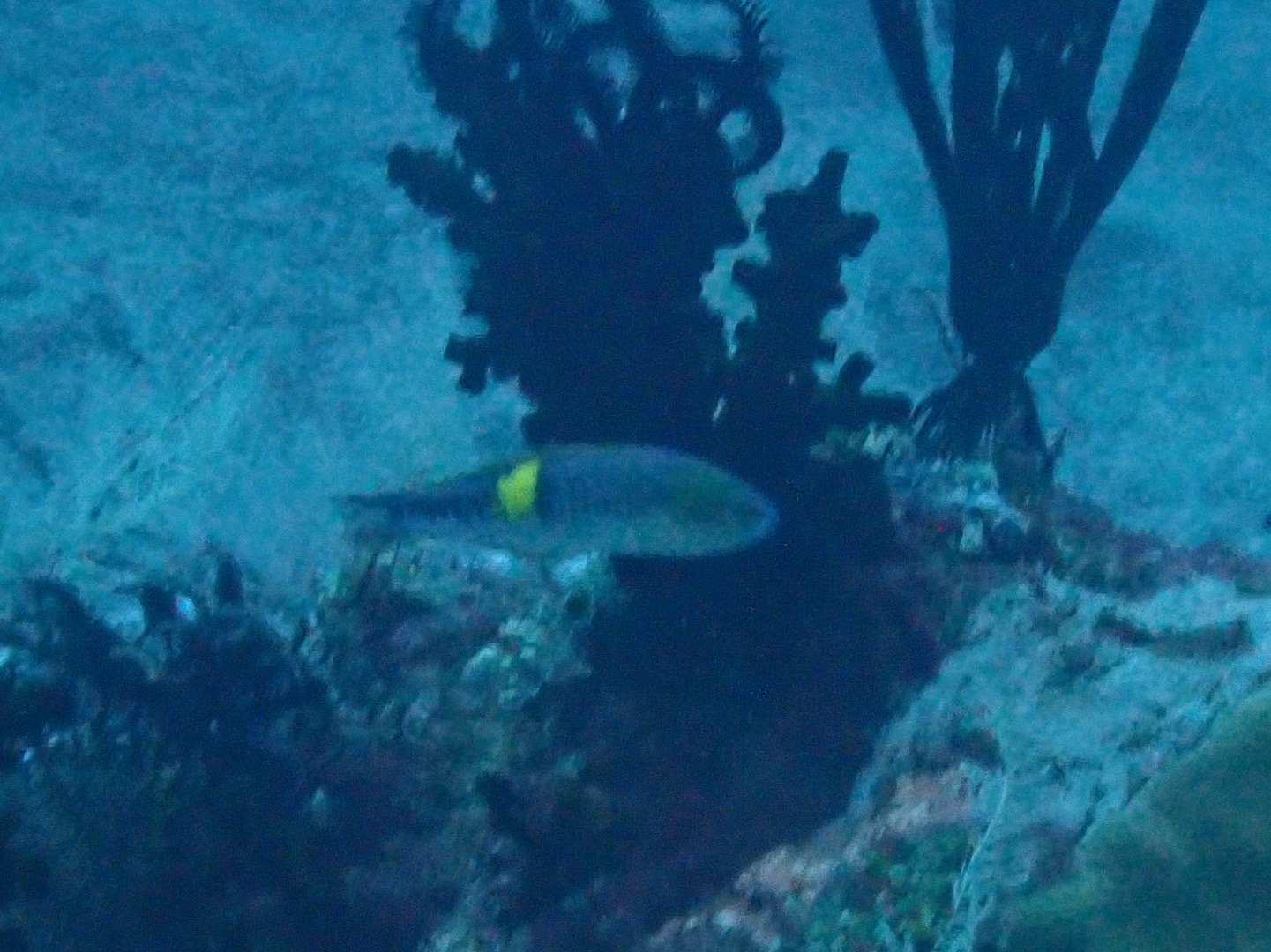 Philippine Wrasse