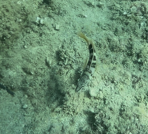 Serranus scriba