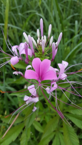 volantines preciosos (Cleome speciosa)
