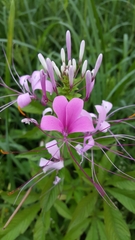 Cleome speciosa