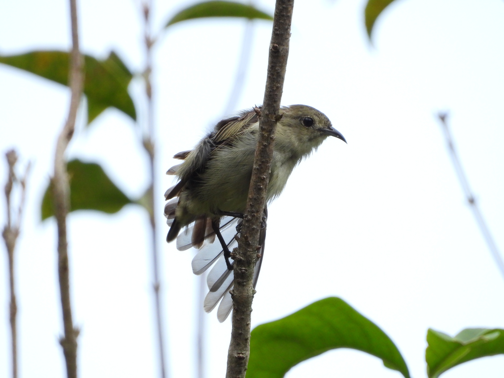 Plain Flowerpecker