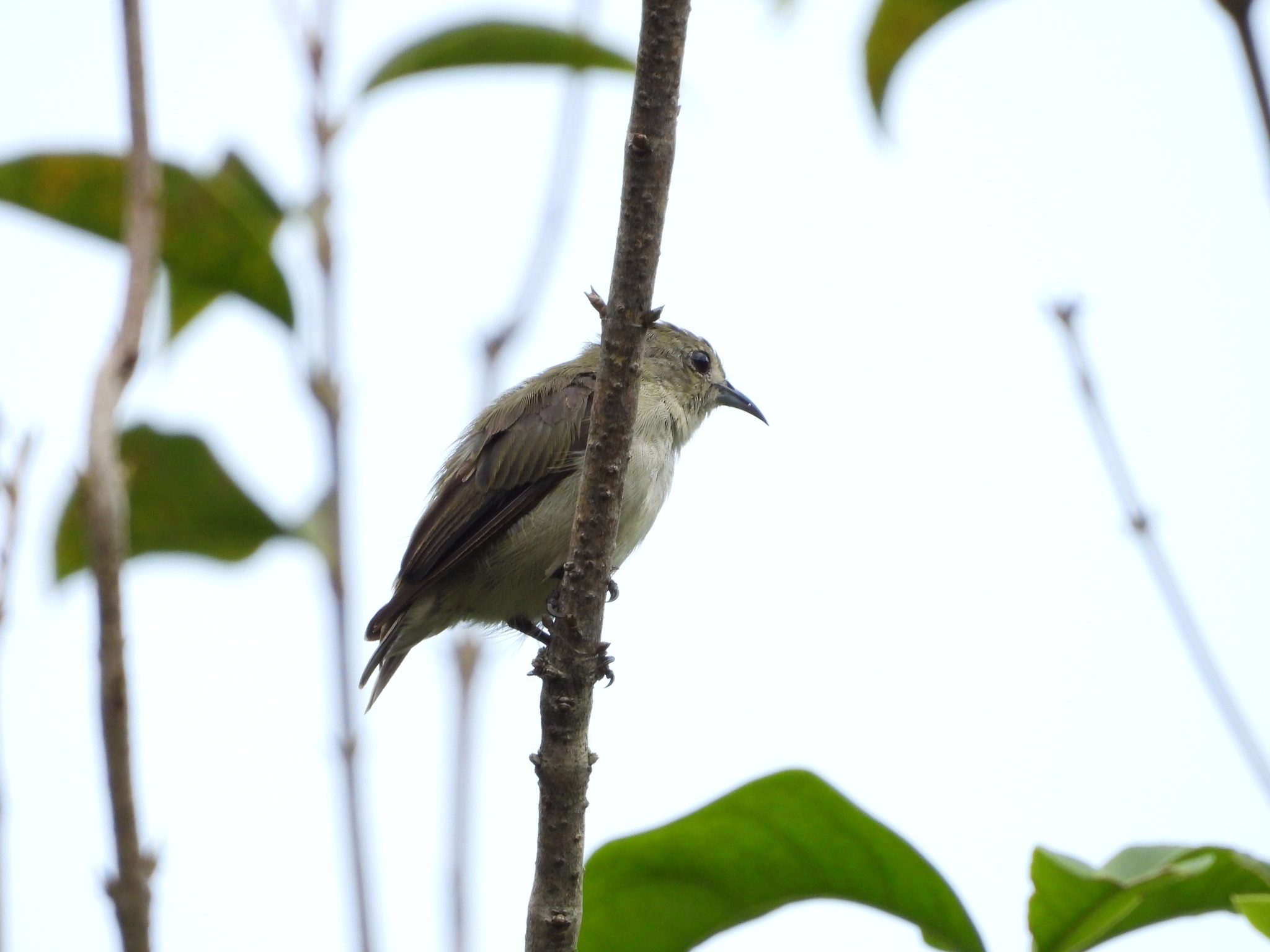 Plain Flowerpecker