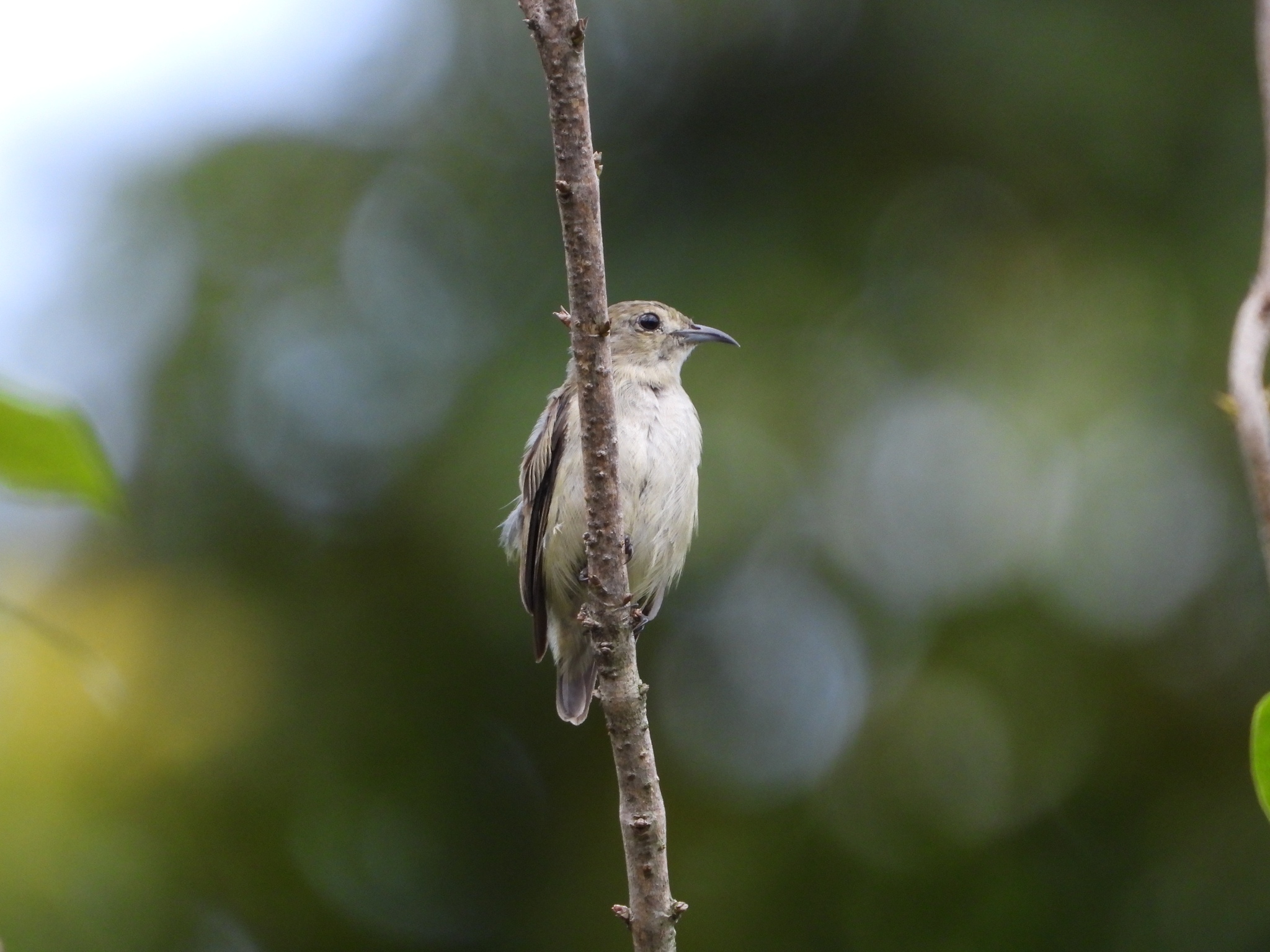 Plain Flowerpecker