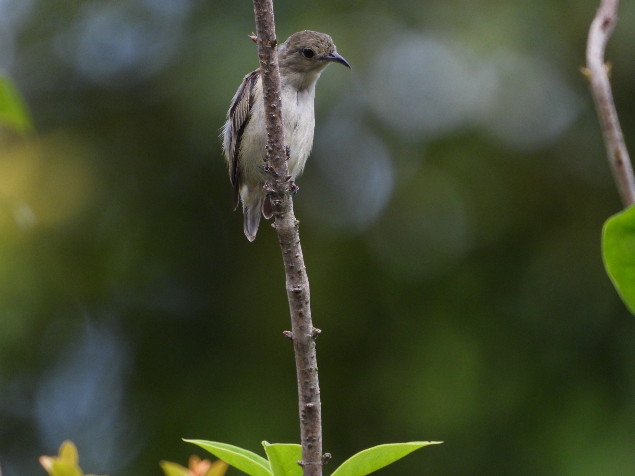Plain Flowerpecker