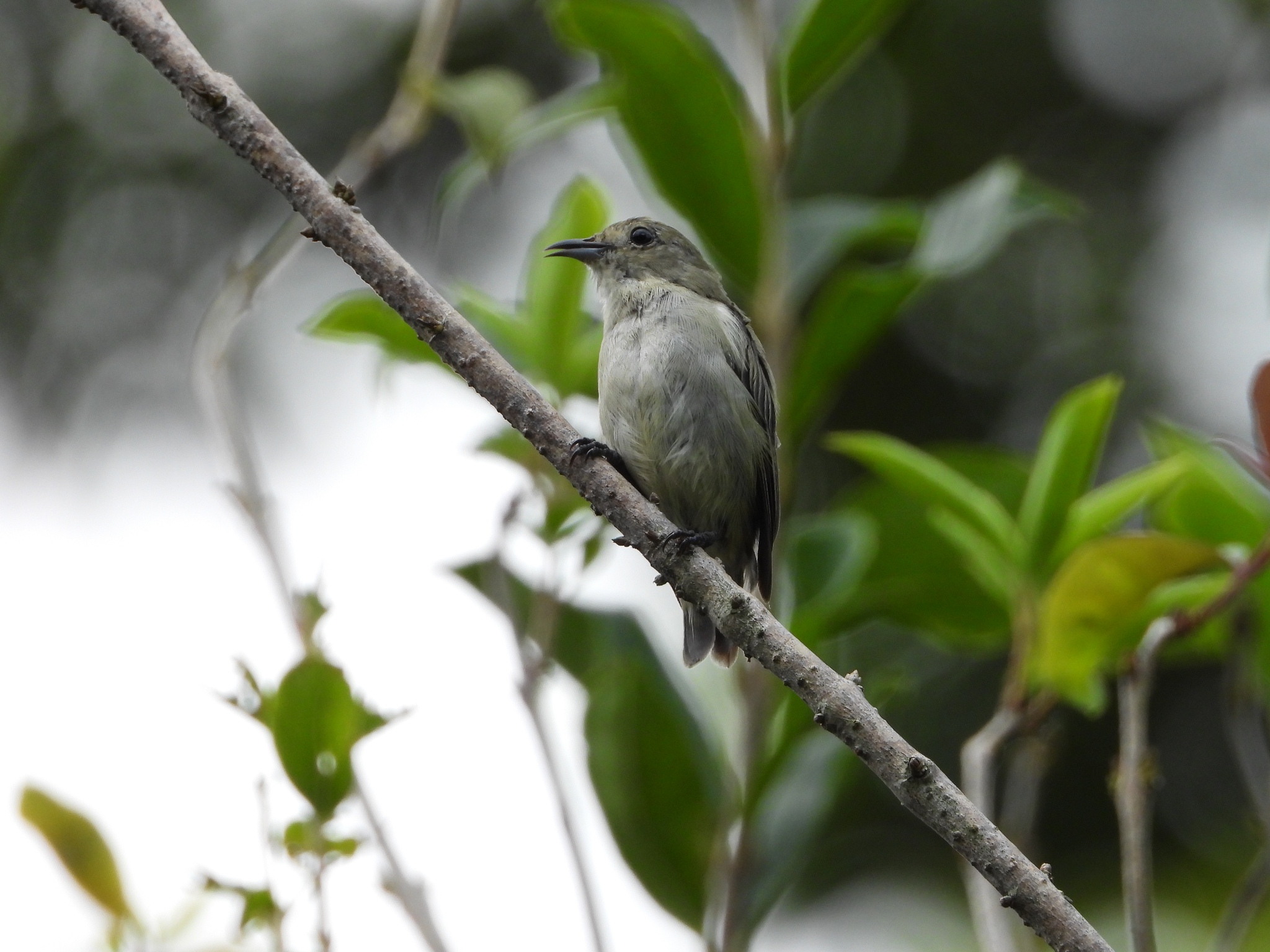 Plain Flowerpecker