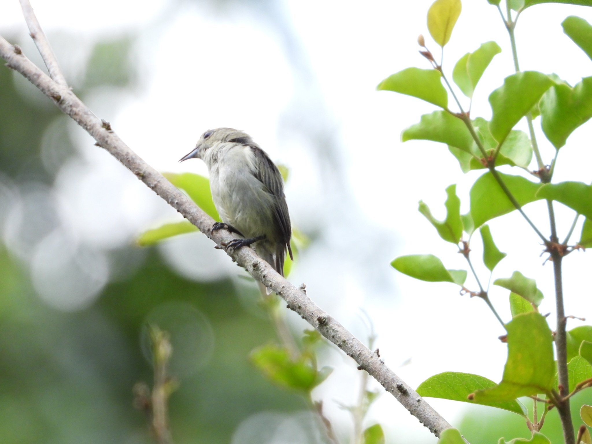 Plain Flowerpecker